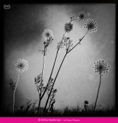 Ippawards, premiati i migliori scatti con iPhone