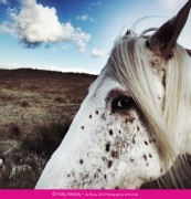 Ippawards, premiati i migliori scatti con iPhone