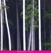 Ippawards, premiati i migliori scatti con iPhone