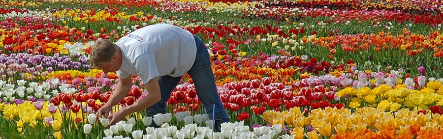 tulpenland 2 800