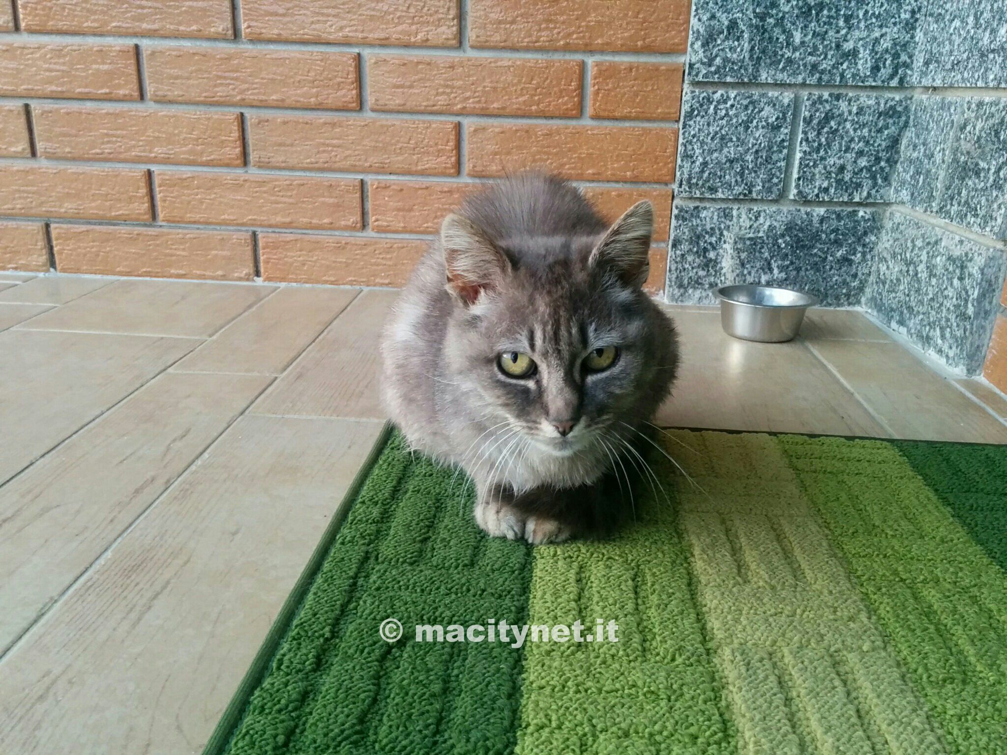 Lo scatto originale privo di sfocatura