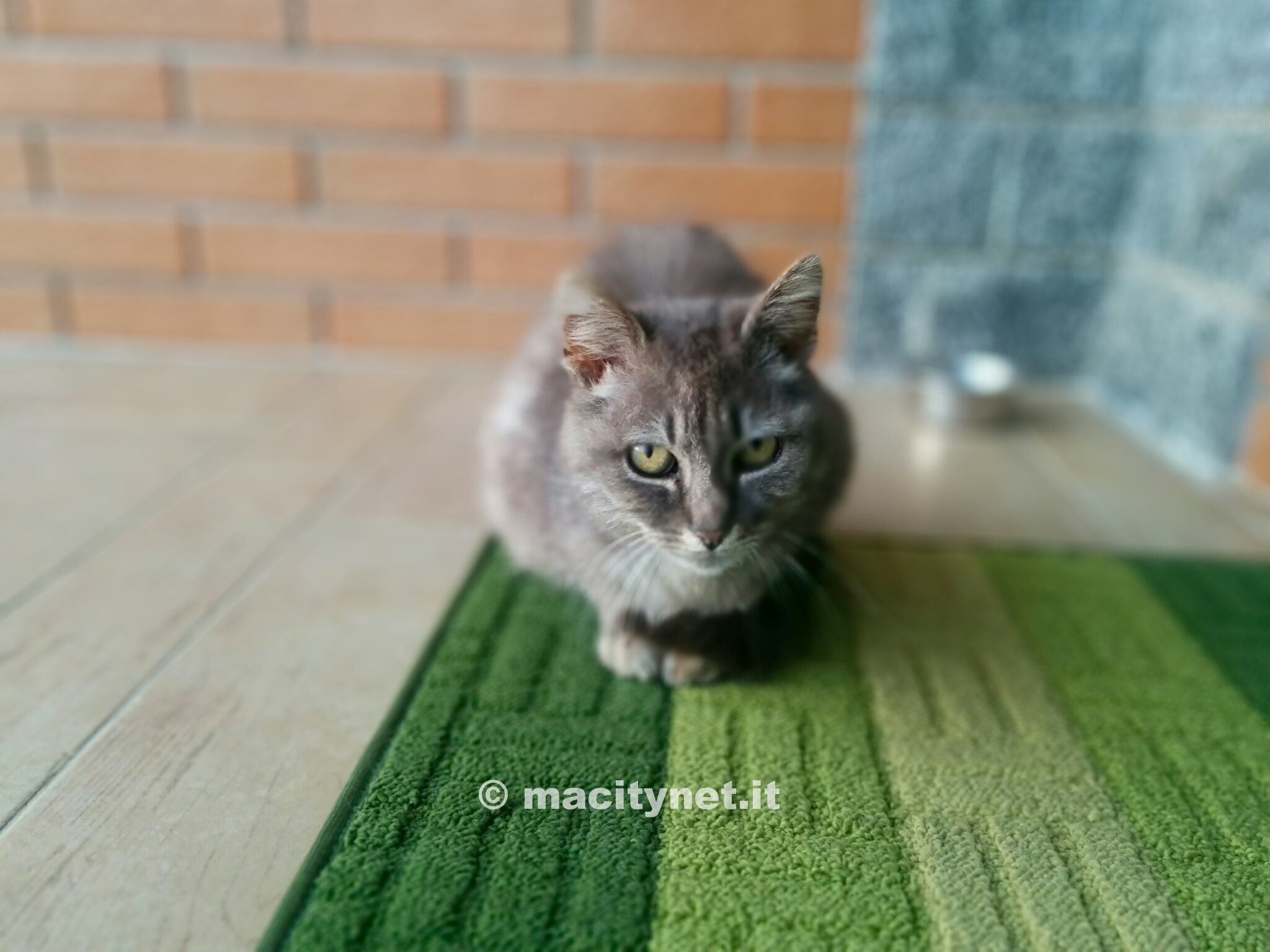 Ecco l'effetto bokeh, che simula una ridotto profondità di campo nitido. In quest'immagine l'effetto è più che accettabile, sebbene non perfetto.