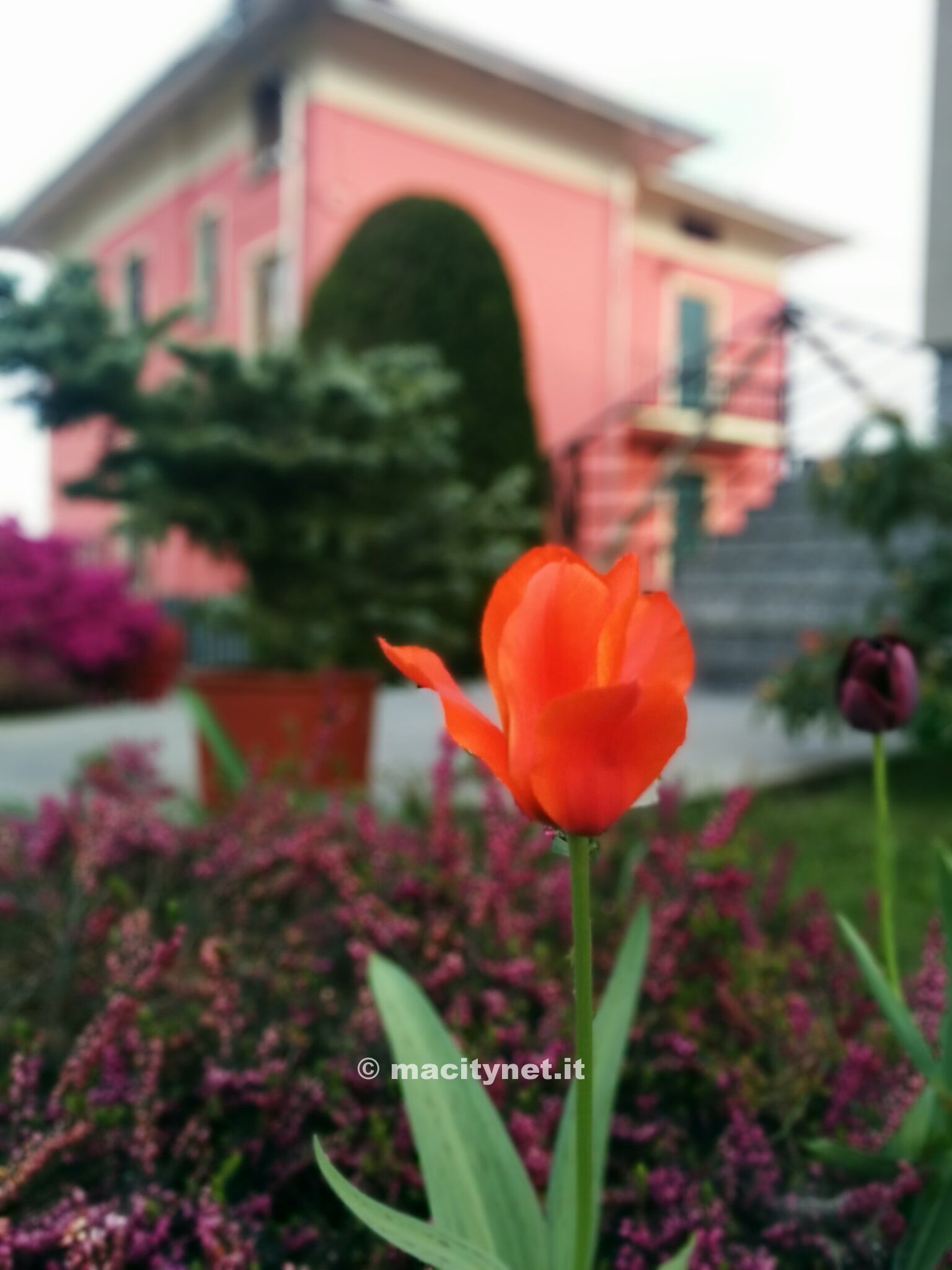 In quest'immagine la messa a fuoco è sul tulipano in primo piano