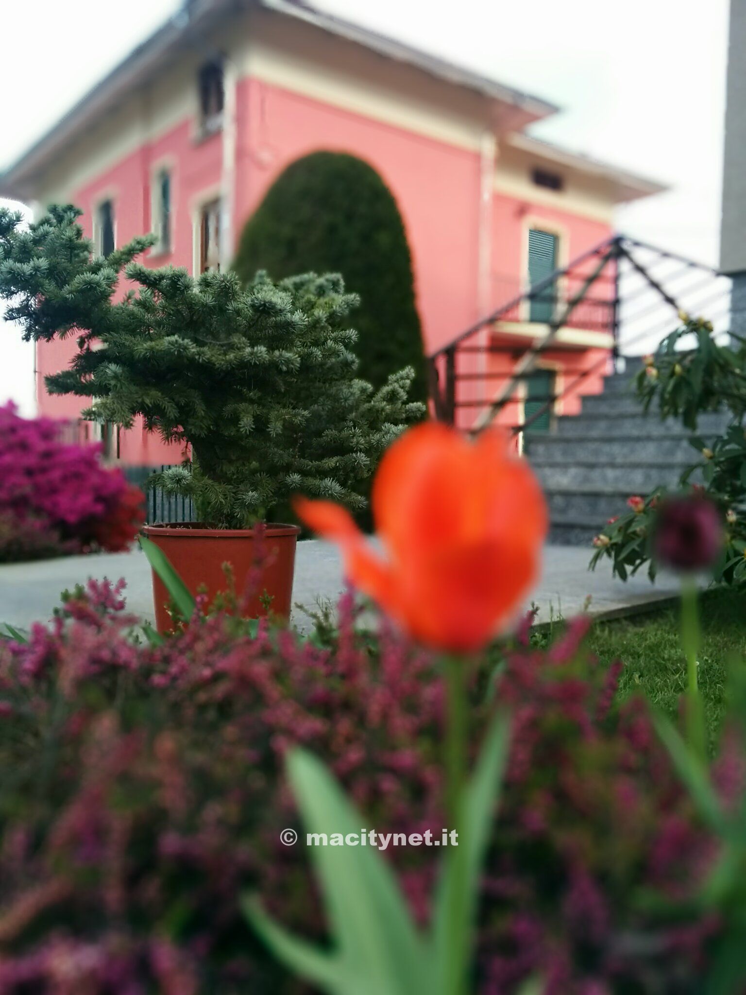 In questa seconda immagine abbiamo spostato la messa a fuoco sulla pianta in secondo piano