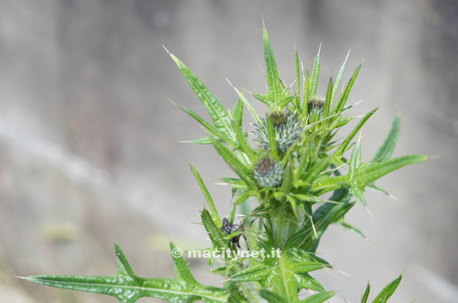 Un esempio di nitidezza e profondità cromatica del Vario Elmar T 3.5-5.6 / 18-56