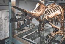 Steven Spielberg ha ucciso un triceratopo: animalisti infuriati su Facebook