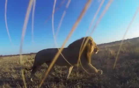 video gopro leone 1000