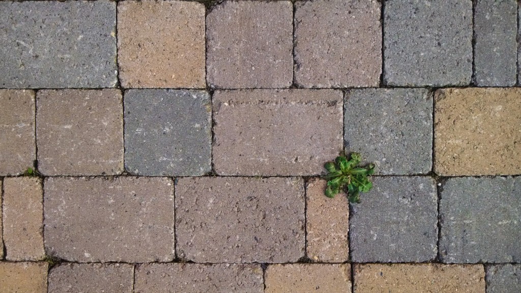 Il verde spicca fra le mattonelle