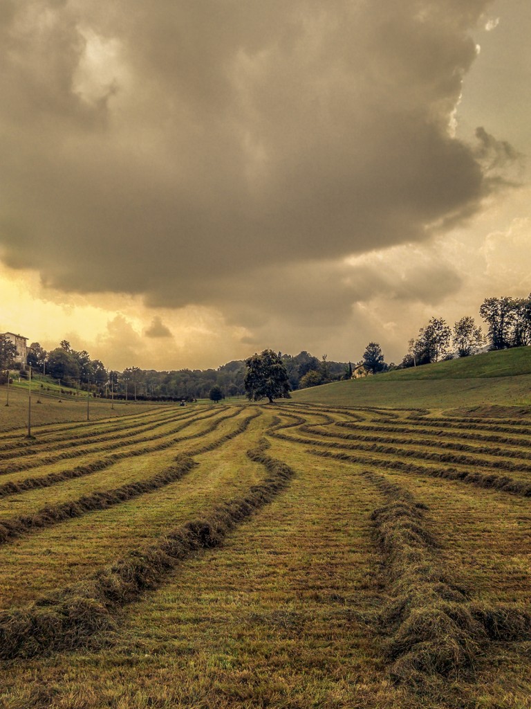 Le varie linee sul prato, i profili delle nuvole, la prospettiva e la linea dell'orizzonte guidano lo sguardo verso l'albero sullo sfondo