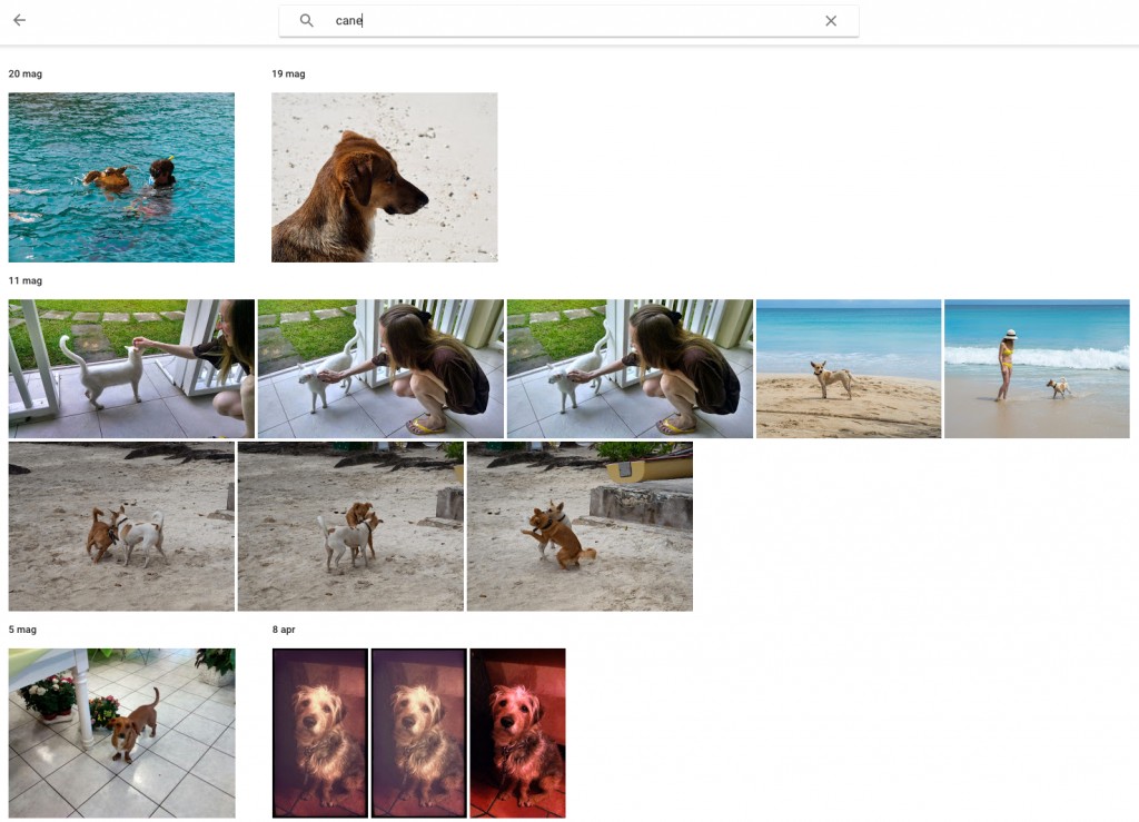 google photo ricerca cane