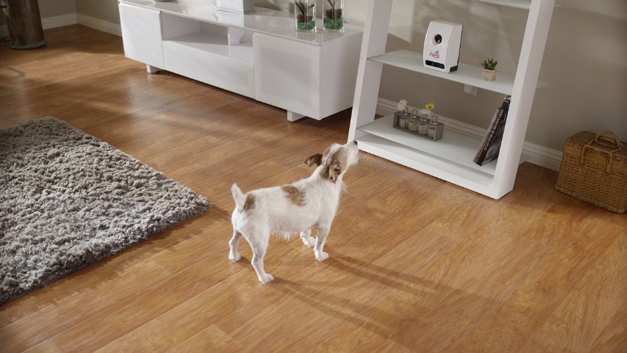 La Petzi Treat Cam in azione