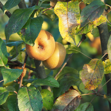 olympus m.zuiko 14-150mm