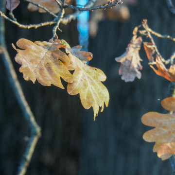 olympus m.zuiko 14-150mm