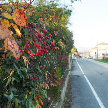 olympus m.zuiko 14-150mm