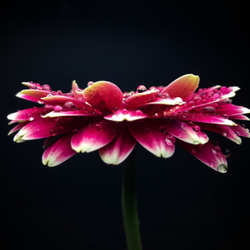 zeiss exolens iphone