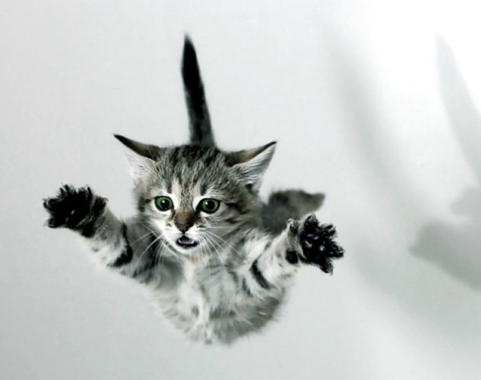 iphone come i gatti icon 700