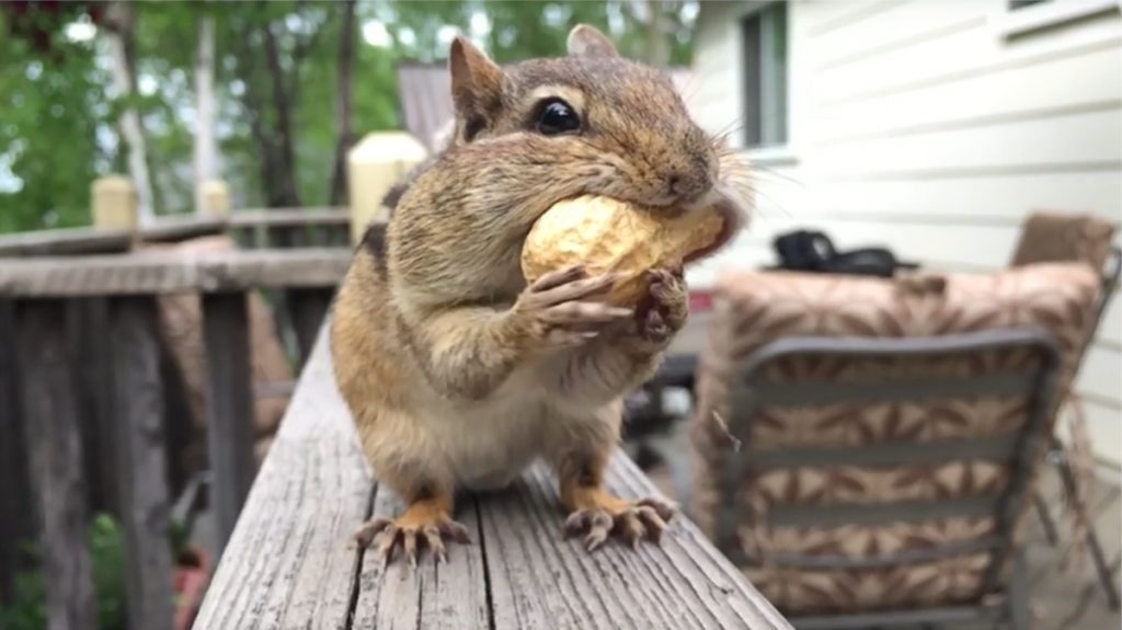 scattato con iphone scoiattolo nutty 1200