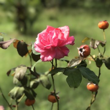 rosa bokeh iPhone 7 plus