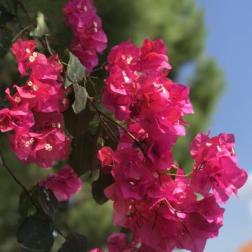 bokeh fiore iPhone 7 Plus