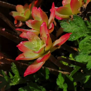 Recensione Huawei P20 Pro