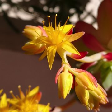 Recensione Huawei P20 Pro