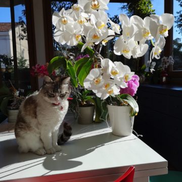 Recensione Huawei P20 Pro