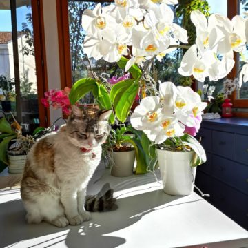 Recensione Huawei P20 Pro