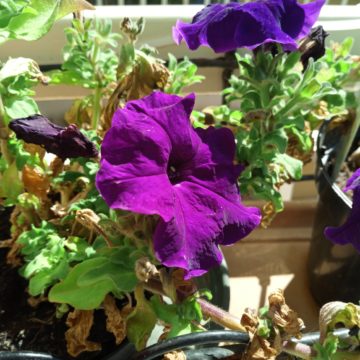 Oukitel WP5000, il mid range più robusto che ci sia