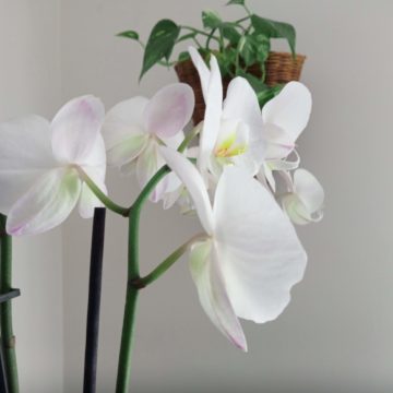 Oukitel WP5000, il mid range più robusto che ci sia