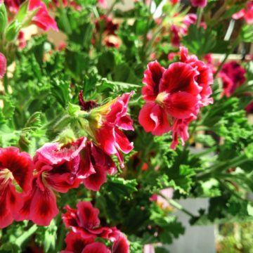 Oukitel WP5000, il mid range più robusto che ci sia