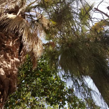 Recensione Razer Phone