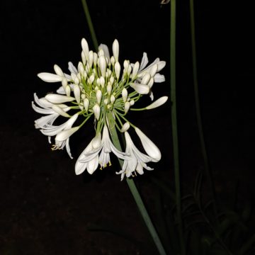 Recensione LG G7 ThinQ