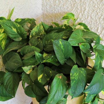 Recensione Honor 10, il top di gamma più economico