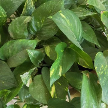 Recensione Oppo Find X, lo smartphone Android con l’anima dentro