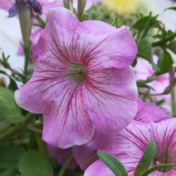 Recensione Oppo Find X, lo smartphone Android con l’anima dentro