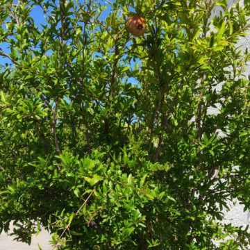 Recensione Oppo Find X, lo smartphone Android con l’anima dentro