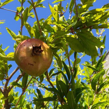 Recensione Oppo Find X, lo smartphone Android con l’anima dentro