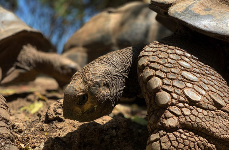 Foto iPhone XS, le prime spettacolari immagini mostrano il salto di qualità