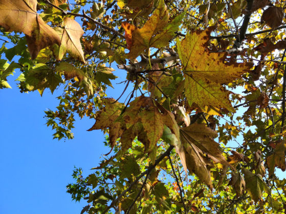 Recensione Honor Play, il medio gamma per giocare