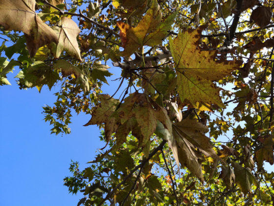 Recensione Honor Play, il medio gamma per giocare