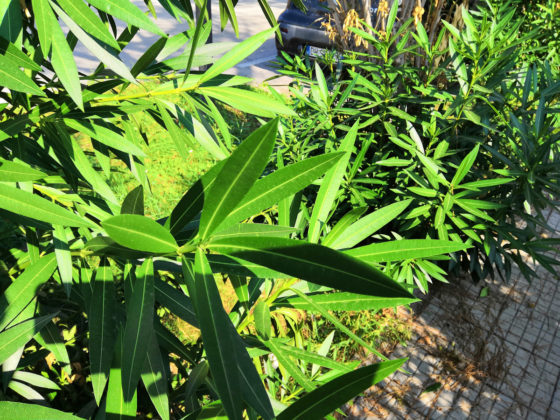 Recensione Honor Play, il medio gamma per giocare