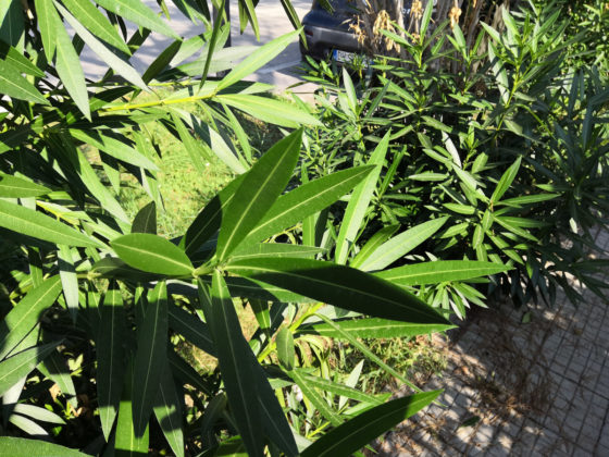 Recensione Honor Play, il medio gamma per giocare