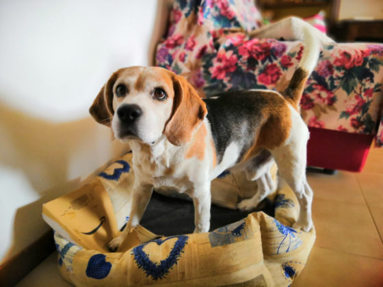 Recensione Honor Play, il medio gamma per giocare