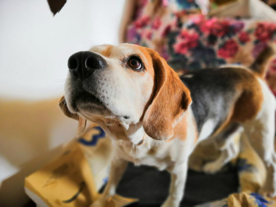 Recensione Honor Play, il medio gamma per giocare