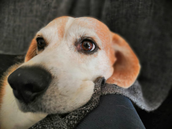 Recensione Honor Play, il medio gamma per giocare