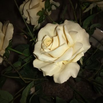 Oukitel WP2, il carro armato degli smartphone con autonomia infinita