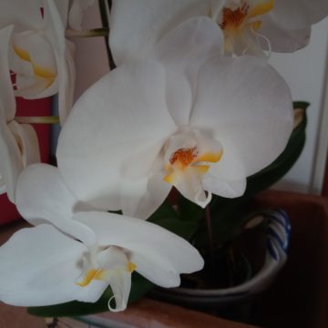 Oukitel WP2, il carro armato degli smartphone con autonomia infinita