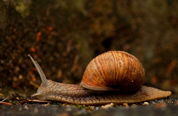 iPhone lento anche con iOS 12, come velocizzarlo