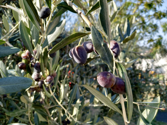 Recensione Xiaomi Mi A2, il miglior smartphone a meno di 200€