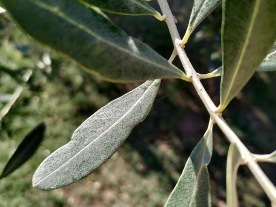 Recensione Xiaomi Mi A2, il miglior smartphone a meno di 200€